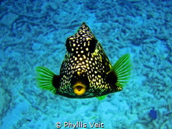 This little Trunk Fish kept following me around and posin... by Phyllis Veit 